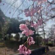 ヒメ日記 2025/04/12 06:50 投稿 獅子王　らん エテルナ彦根