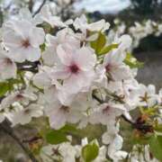 ヒメ日記 2025/04/13 07:46 投稿 獅子王　らん エテルナ彦根