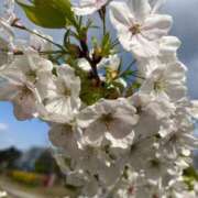 ヒメ日記 2025/04/14 09:06 投稿 獅子王　らん エテルナ彦根