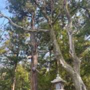 ヒメ日記 2025/04/17 07:22 投稿 獅子王　らん エテルナ彦根