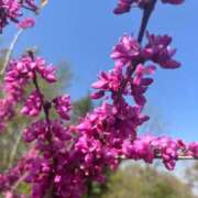 ヒメ日記 2025/04/21 07:27 投稿 獅子王　らん エテルナ彦根