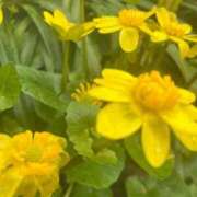 ヒメ日記 2025/05/06 07:27 投稿 獅子王　らん エテルナ彦根