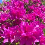 ヒメ日記 2025/05/10 07:10 投稿 獅子王　らん エテルナ彦根