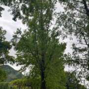 ヒメ日記 2025/05/12 07:10 投稿 獅子王　らん エテルナ彦根