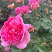 ヒメ日記 2025/05/24 07:29 投稿 獅子王　らん エテルナ彦根