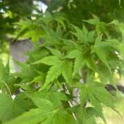 ヒメ日記 2025/06/14 14:14 投稿 獅子王　らん エテルナ彦根