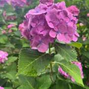 ヒメ日記 2025/06/25 06:34 投稿 獅子王　らん エテルナ彦根