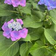 ヒメ日記 2025/06/26 07:23 投稿 獅子王　らん エテルナ彦根