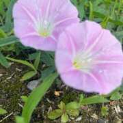 ヒメ日記 2025/06/28 08:06 投稿 獅子王　らん エテルナ彦根