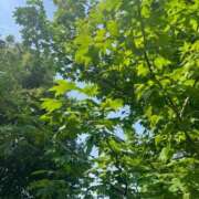 ヒメ日記 2025/07/03 07:34 投稿 獅子王　らん エテルナ彦根