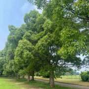 ヒメ日記 2025/07/05 08:07 投稿 獅子王　らん エテルナ彦根