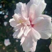 ヒメ日記 2025/07/24 07:27 投稿 獅子王　らん エテルナ彦根