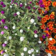 ヒメ日記 2025/08/02 08:13 投稿 獅子王　らん エテルナ彦根