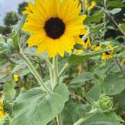 ヒメ日記 2025/08/03 08:18 投稿 獅子王　らん エテルナ彦根