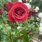 ヒメ日記 2025/08/04 07:31 投稿 獅子王　らん エテルナ彦根