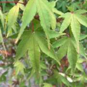 ヒメ日記 2025/08/06 07:08 投稿 獅子王　らん エテルナ彦根