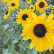 ヒメ日記 2025/08/09 07:22 投稿 獅子王　らん エテルナ彦根