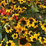 ヒメ日記 2025/08/17 07:25 投稿 獅子王　らん エテルナ彦根