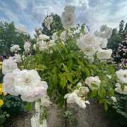 ヒメ日記 2025/08/19 07:25 投稿 獅子王　らん エテルナ彦根