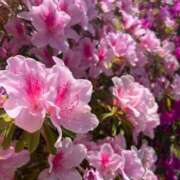 ヒメ日記 2025/08/28 07:03 投稿 獅子王　らん エテルナ彦根