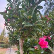 ヒメ日記 2025/10/19 07:59 投稿 獅子王　らん エテルナ彦根