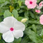 ヒメ日記 2025/10/22 07:19 投稿 獅子王　らん エテルナ彦根