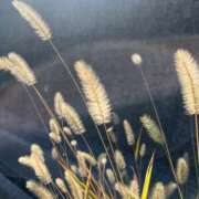 ヒメ日記 2025/10/24 07:29 投稿 獅子王　らん エテルナ彦根