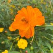 ヒメ日記 2025/11/03 07:21 投稿 獅子王　らん エテルナ彦根