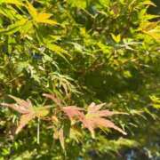 ヒメ日記 2025/11/05 07:31 投稿 獅子王　らん エテルナ彦根