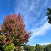 ヒメ日記 2025/11/08 07:53 投稿 獅子王　らん エテルナ彦根