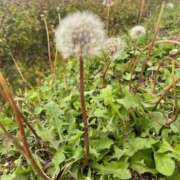 ヒメ日記 2025/11/09 06:40 投稿 獅子王　らん エテルナ彦根