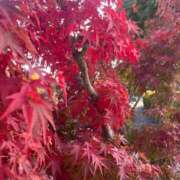 ヒメ日記 2025/11/15 07:13 投稿 獅子王　らん エテルナ彦根