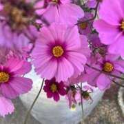 ヒメ日記 2025/11/17 07:29 投稿 獅子王　らん エテルナ彦根