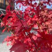 ヒメ日記 2025/11/29 07:43 投稿 獅子王　らん エテルナ彦根