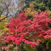 ヒメ日記 2025/12/01 06:35 投稿 獅子王　らん エテルナ彦根