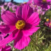 獅子王　らん おはようございます エテルナ彦根