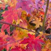 獅子王　らん おはようございます エテルナ彦根