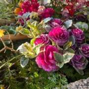 ヒメ日記 2026/01/03 08:23 投稿 獅子王　らん エテルナ彦根