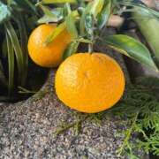 ヒメ日記 2026/01/11 08:52 投稿 獅子王　らん エテルナ彦根