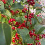 ヒメ日記 2026/01/13 07:53 投稿 獅子王　らん エテルナ彦根