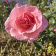 ヒメ日記 2026/01/17 08:38 投稿 獅子王　らん エテルナ彦根