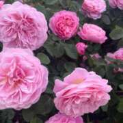 ヒメ日記 2026/01/25 09:00 投稿 獅子王　らん エテルナ彦根