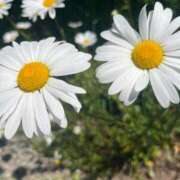 ヒメ日記 2026/01/26 08:41 投稿 獅子王　らん エテルナ彦根