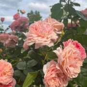 ヒメ日記 2026/02/07 08:08 投稿 獅子王　らん エテルナ彦根