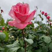 ヒメ日記 2026/02/11 08:12 投稿 獅子王　らん エテルナ彦根