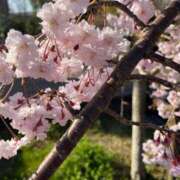 ヒメ日記 2026/02/13 07:23 投稿 獅子王　らん エテルナ彦根