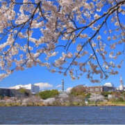 ヒメ日記 2025/04/12 22:07 投稿 森口ゆう TSUBAKI（水戸）