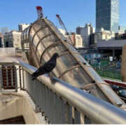 ヒメ日記 2025/11/17 17:57 投稿 森口ゆう TSUBAKI（水戸）