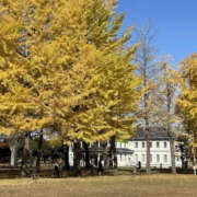 ヒメ日記 2025/11/22 11:09 投稿 森口ゆう TSUBAKI（水戸）