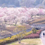 ヒメ日記 2026/03/08 12:00 投稿 森口ゆう TSUBAKI（水戸）